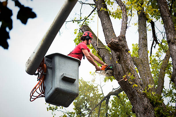 Why Choose Our Tree Removal Services in Fairview, CA?